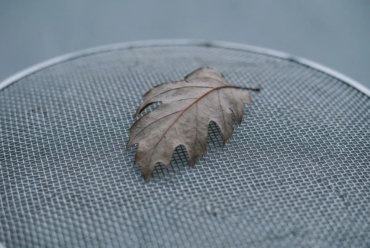 A single dry oak leaf resting on a taut stainless mesh screen, seen from directly above in soft light.